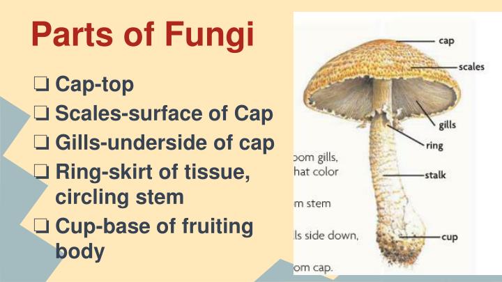 PPT - Fungi PowerPoint Presentation - ID:2000541
