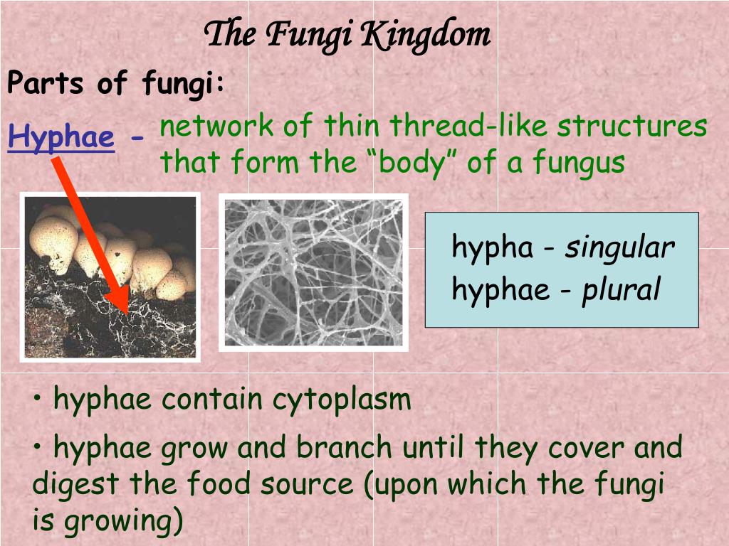 PPT The Fungi Kingdom PowerPoint Presentation, free download ID2000844