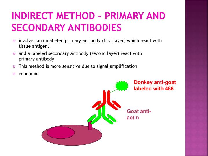 Primary And Secondary Antibodies – KPPT