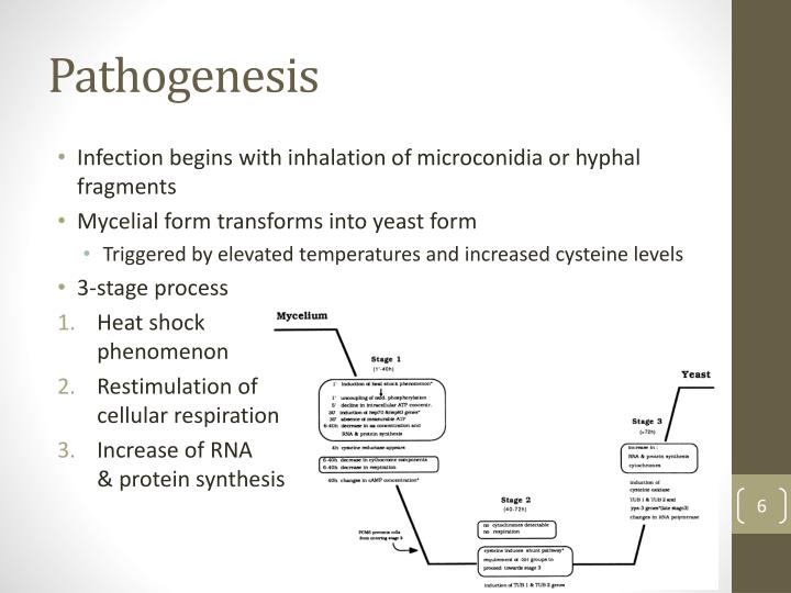 ppt histoplasma capsulatum and histoplasmosis powerpoint mycelial form