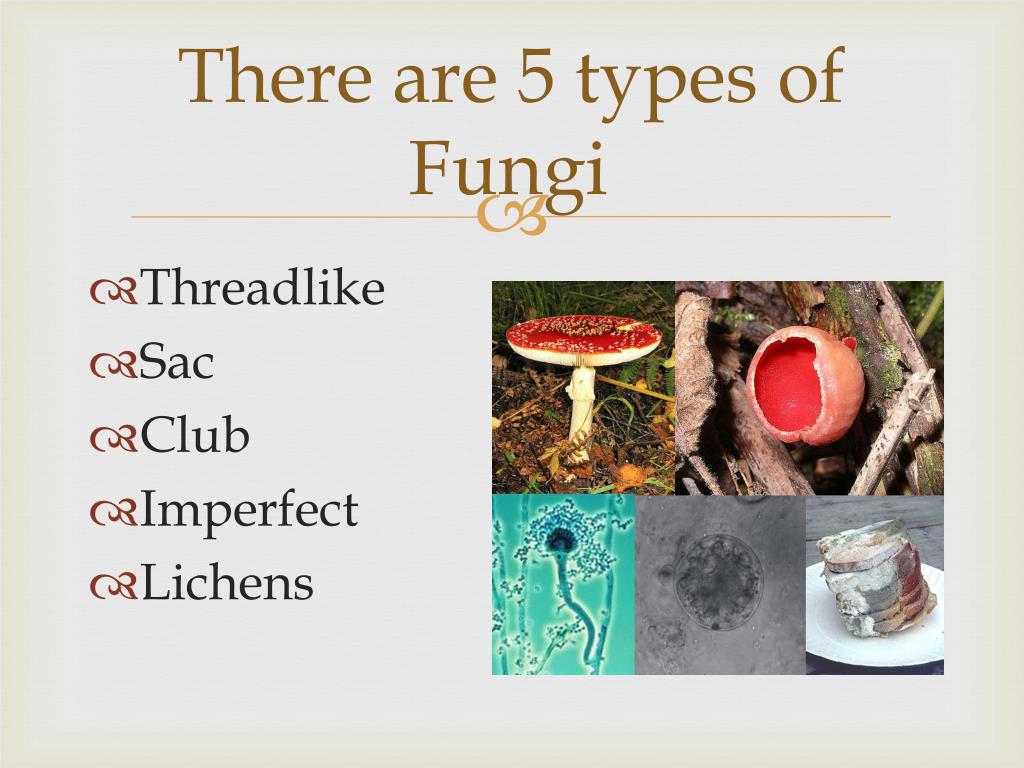 submit your presentation about the five different fungi