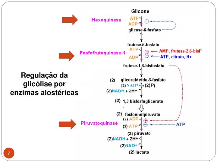 Na Célula Onde Ocorre A Fase Da Respiração Chamada Glicólise