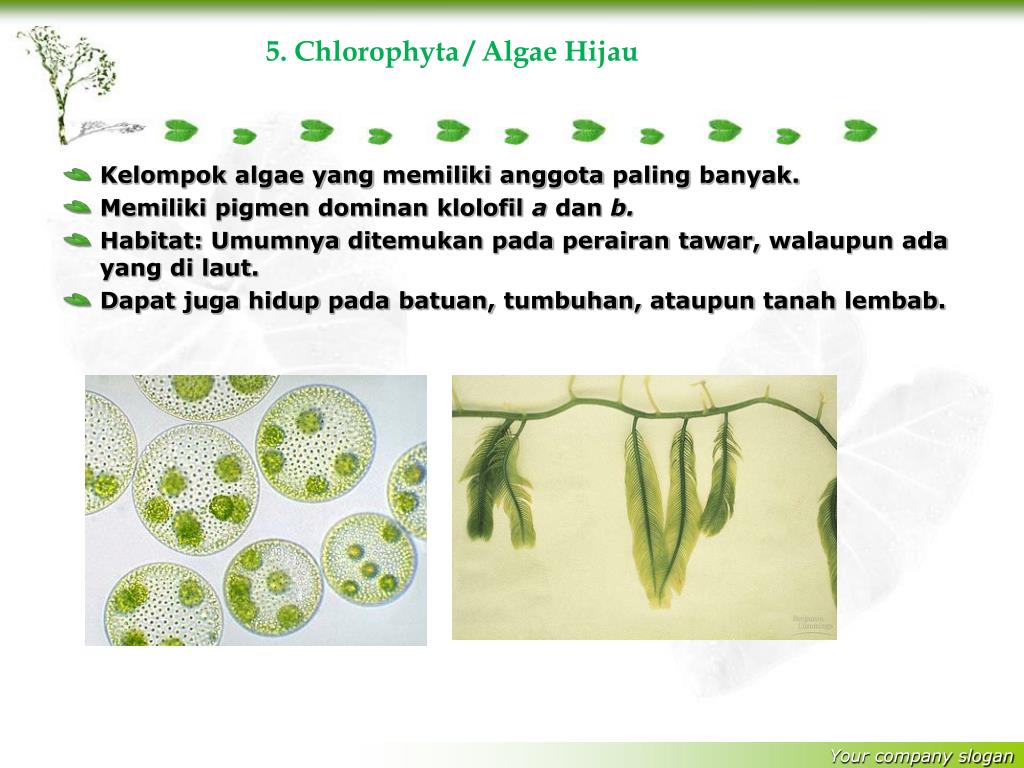 PPT Klasifikasi PROTISTA  PowerPoint Presentation free 