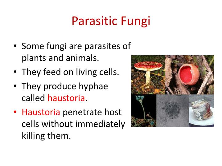 PPT Section 5.3 Kingdom Fungi pgs. 152158 PowerPoint Presentation