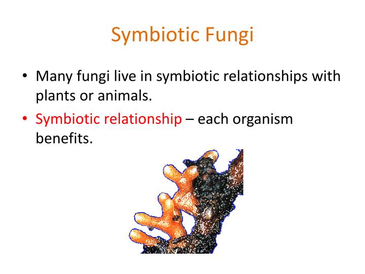 what are two symbiotic relationship with fungi
