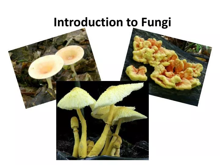 Ppt Introduction To Fungi Powerpoint Presentation Free Download Id
