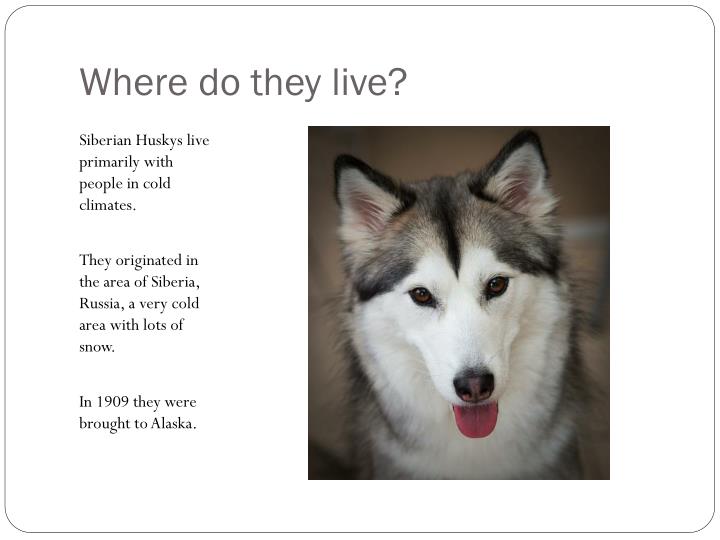 PPT Siberian Husky PowerPoint Presentation ID2001582