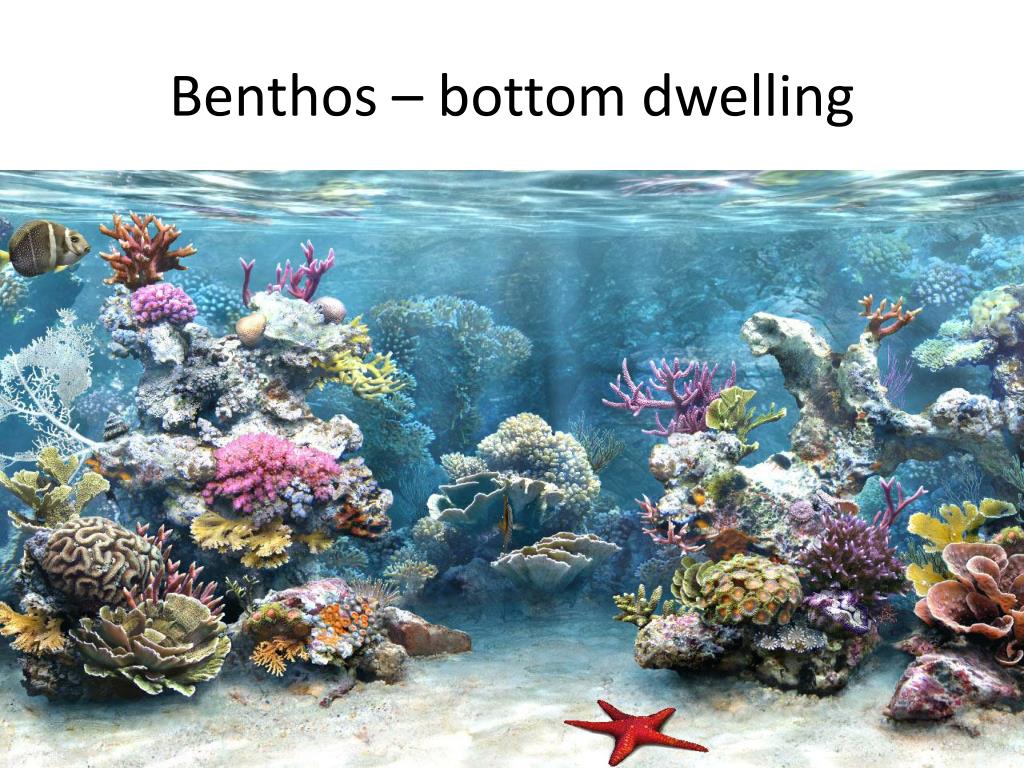 jellyfissh plankton nekton or benthos jellyfissh plankton nekton or benthos