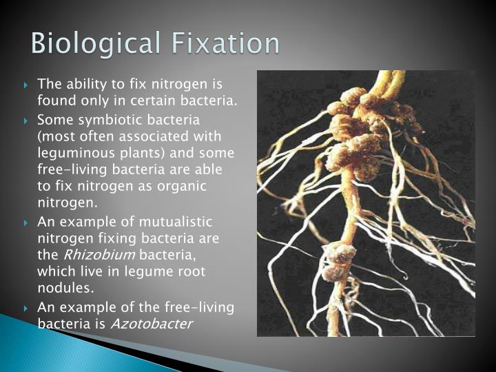 PPT - Nitrogen Cycle PowerPoint Presentation - ID:2002080