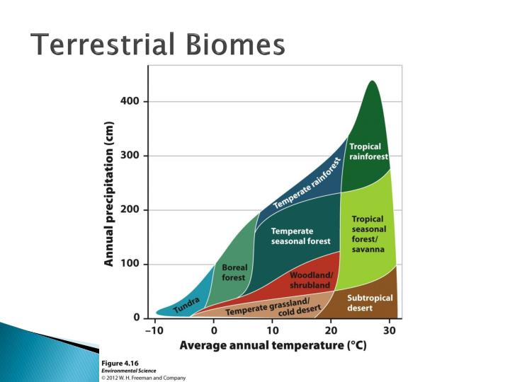 PPT - Terrestrial Biomes PowerPoint Presentation - ID:2002403