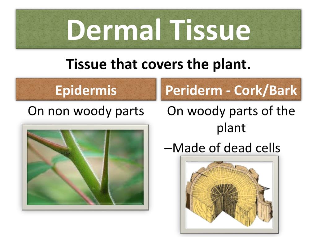 Plant tissues. Epidermis Tissue of Plants. Covering Tissue Plants. Periderm.