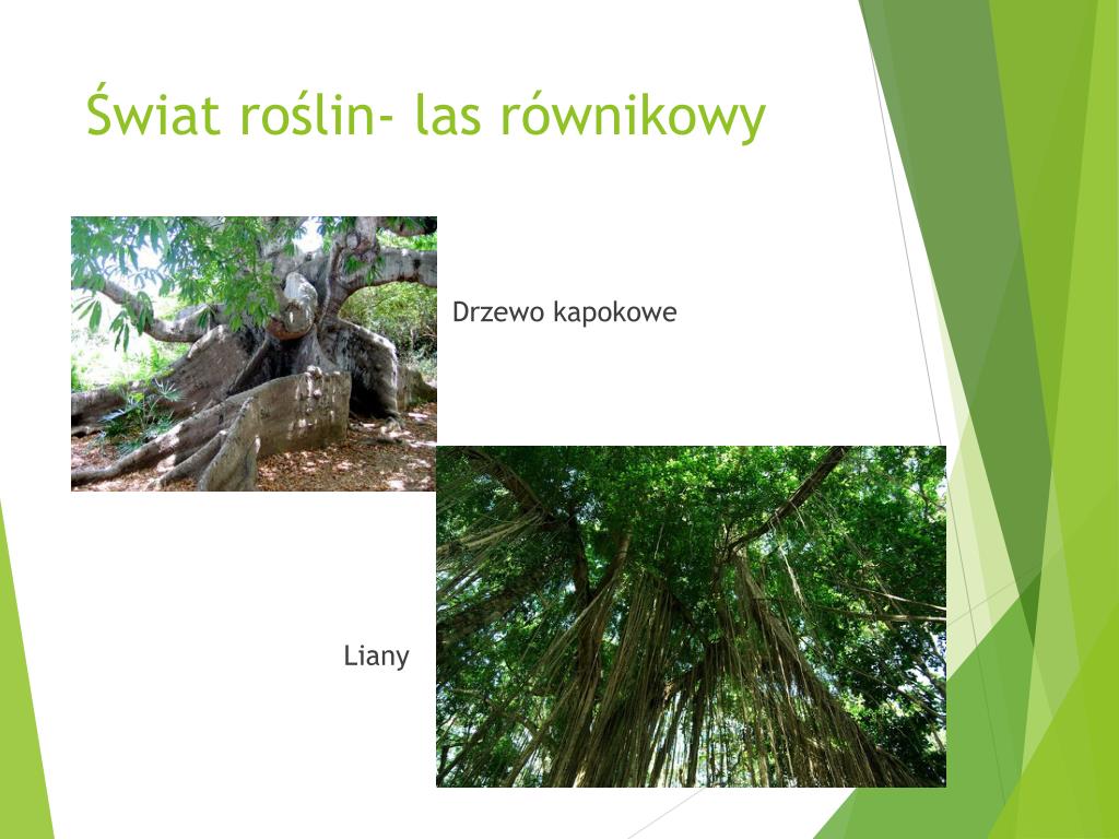 Ciekawostki Wilgotnego Lasu Równikowego PPT - Krajobraz lasu równikowego- położenie PowerPoint Presentation
