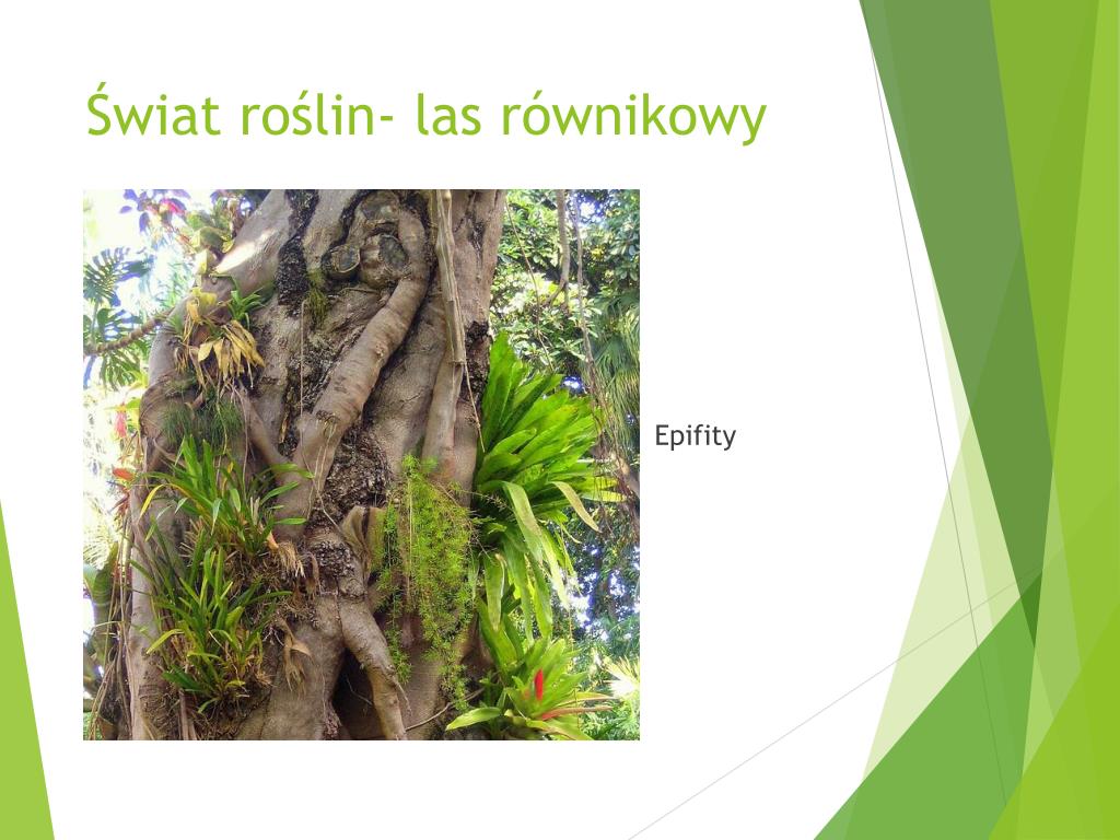 Ciekawostki Wilgotnego Lasu Równikowego PPT - Krajobraz lasu równikowego- położenie PowerPoint Presentation