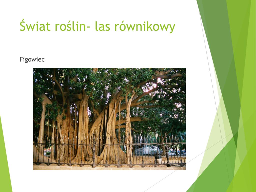 Ciekawostki Wilgotnego Lasu Równikowego PPT - Krajobraz lasu równikowego- położenie PowerPoint Presentation