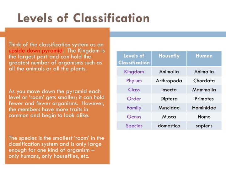 PPT - DIVERSITY OF LIVING THINGS PowerPoint Presentation - ID:2002832