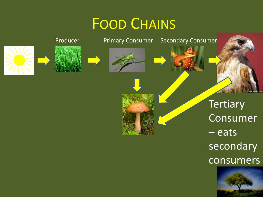 Ecology 101 PowerPoint Presentation free download Biology Diagrams