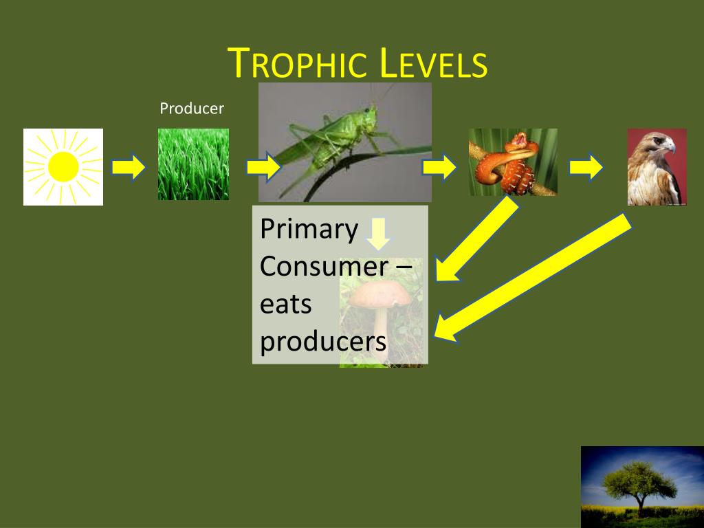 which of the following is a consumer-producer relationship