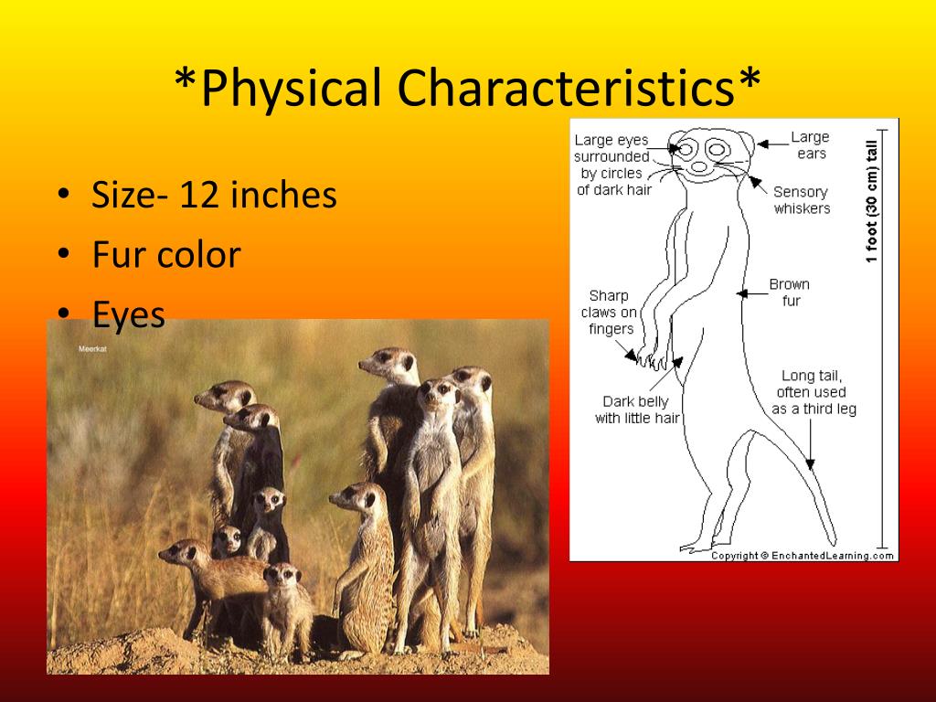 Body physical characteristics.