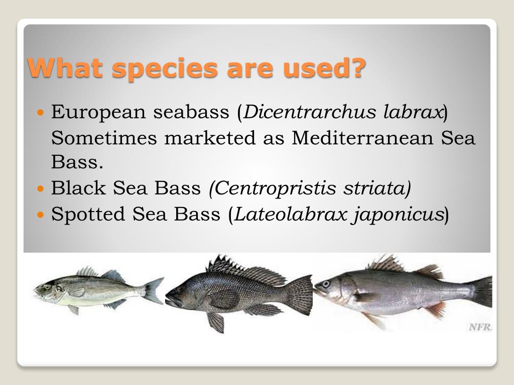 PPT Sea Bass Aquaculture PowerPoint Presentation, free download ID