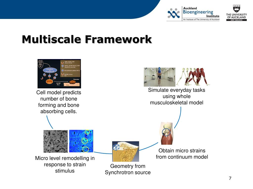 PPT - J Fernandez , T Besier, P Pivonka, P Hunter, V Shim PowerPoint ...