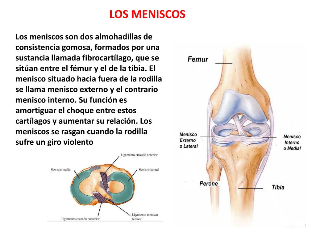Ligamento Cruzado Anterior (LCA) – rodilla.co, image size:1024x768