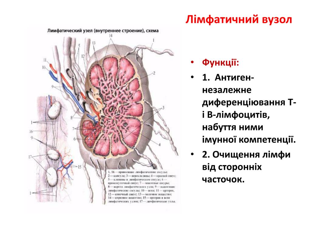 Лимфоузлы структурны. Лимфатические узлы строение и функции. Схема строения лимфатического узла. Функции лимфатических узлов анатомия. Внутреннее строение лимфатического узла схема.