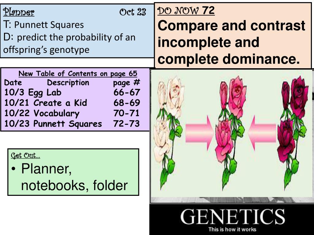 Ppt Planner Oct 23 T Punnett Squares D Predict The Probability Of An Offspring S Genotype Powerpoint Presentation Id 2005185
