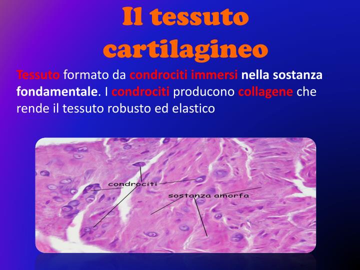 Lo Scheletro Produce Le Cellule Del Sangue