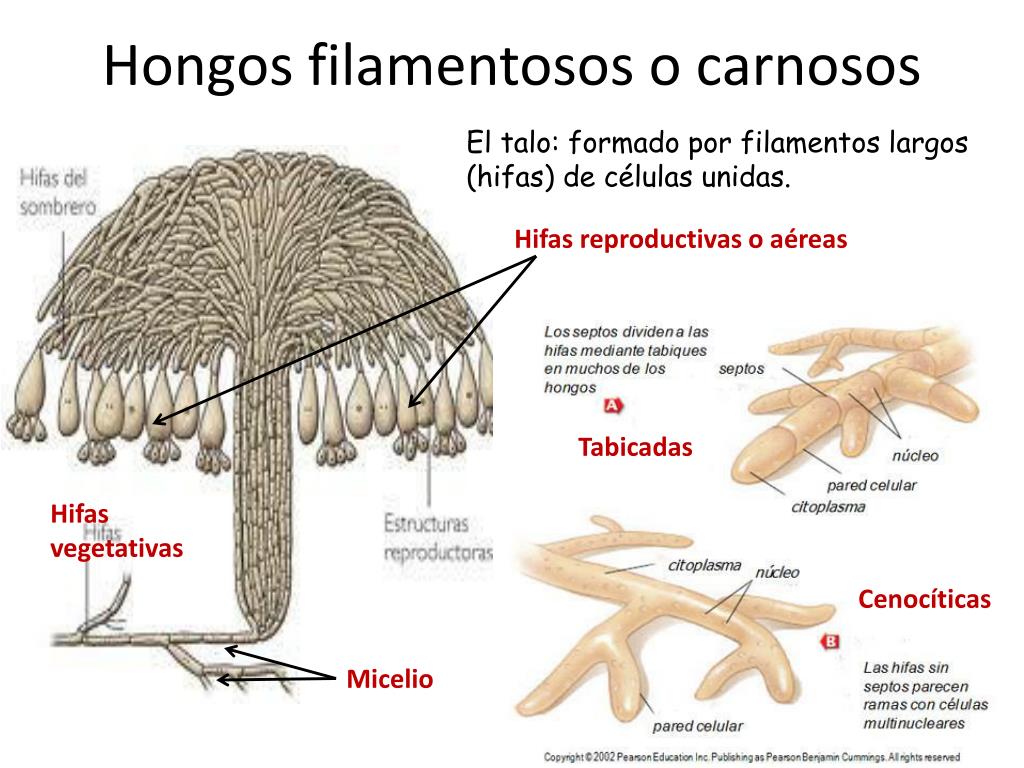 imagenes de hongos filamentosos
