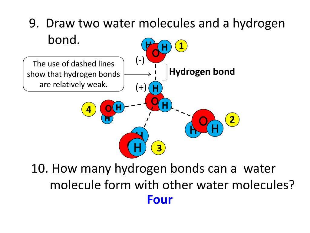 Two waters. Draw a fully labeled diagram showing a hydrogen Bond in two Water molecules.