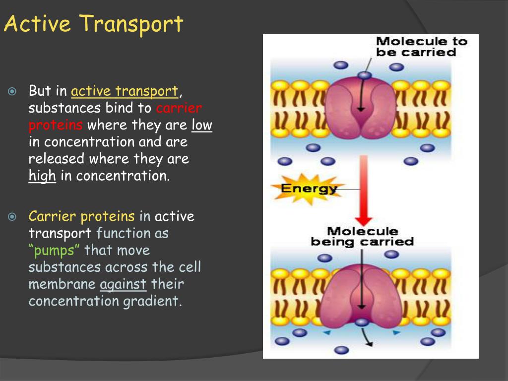 Active Transport Diagram