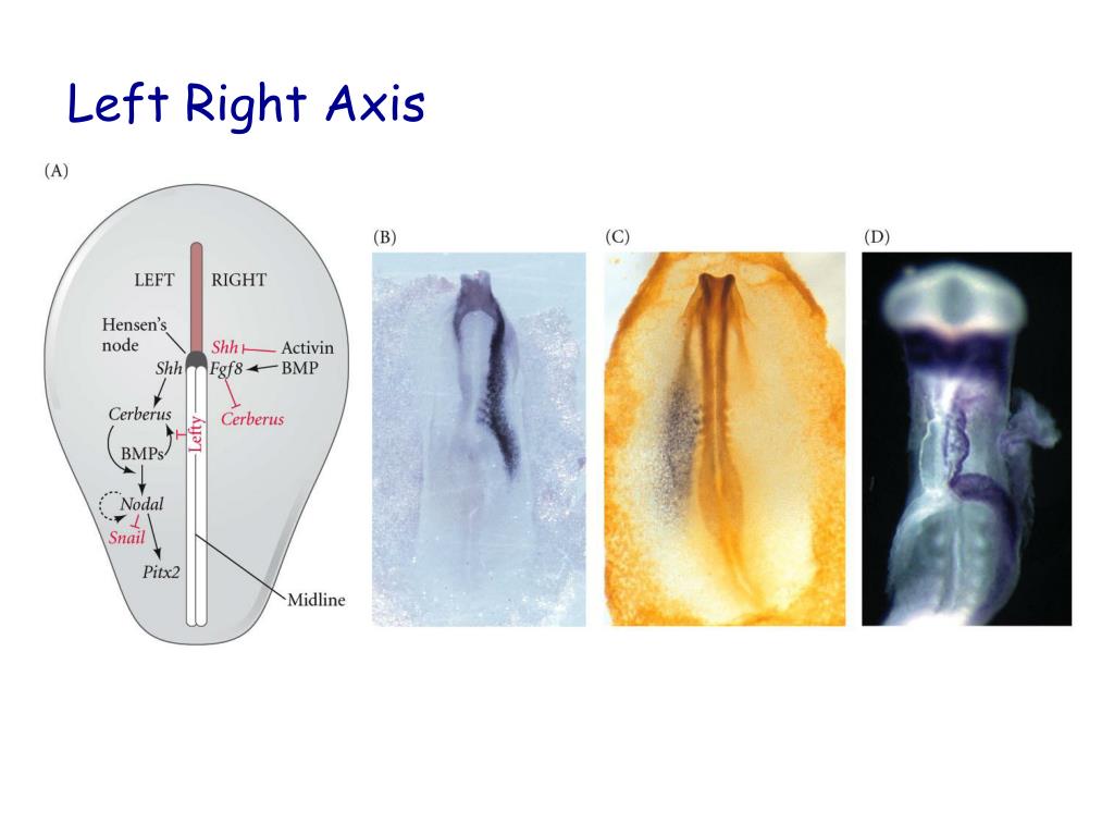 PPT Early Vertebrate Development PowerPoint Presentation, free download ID2007475