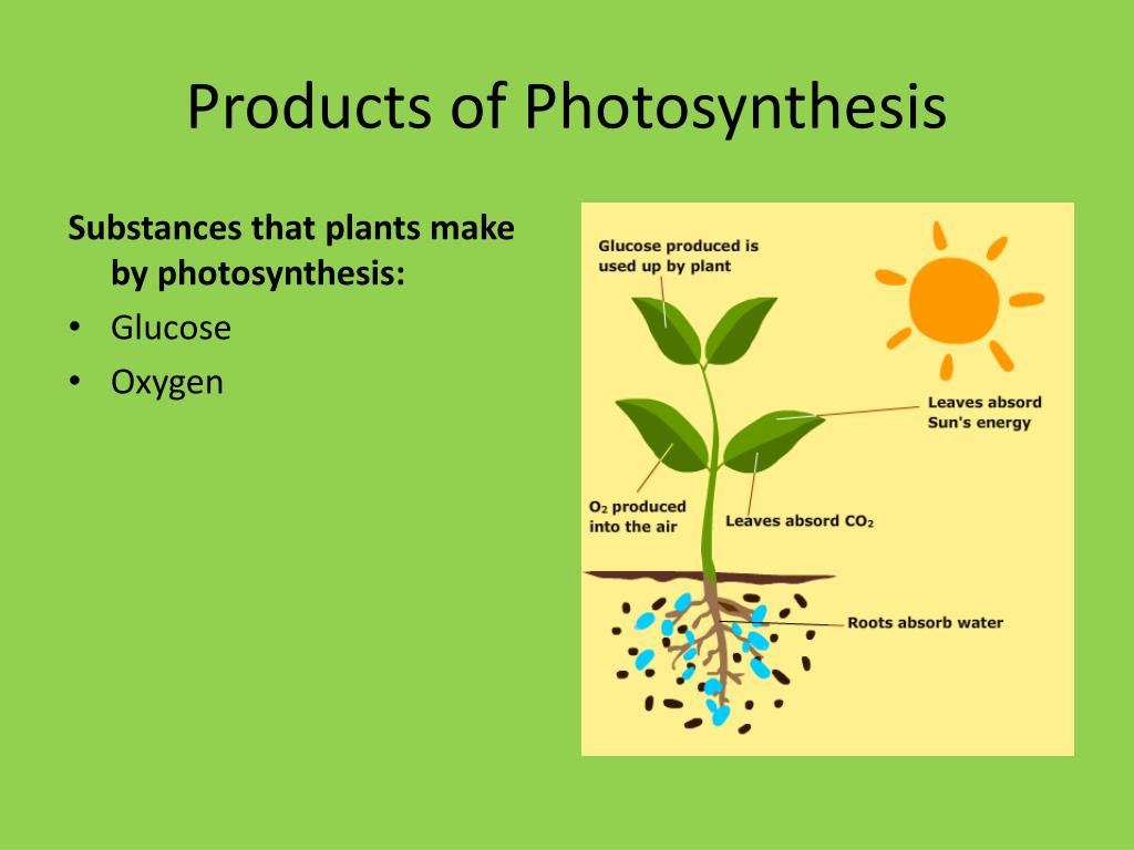 what are the three end products of photosynthesis
