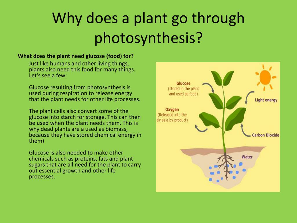 What is removed. Respiration in Plants. Plants Photosynthesis. Types of Photosynthesis. Explain the process of Photosynthesis.