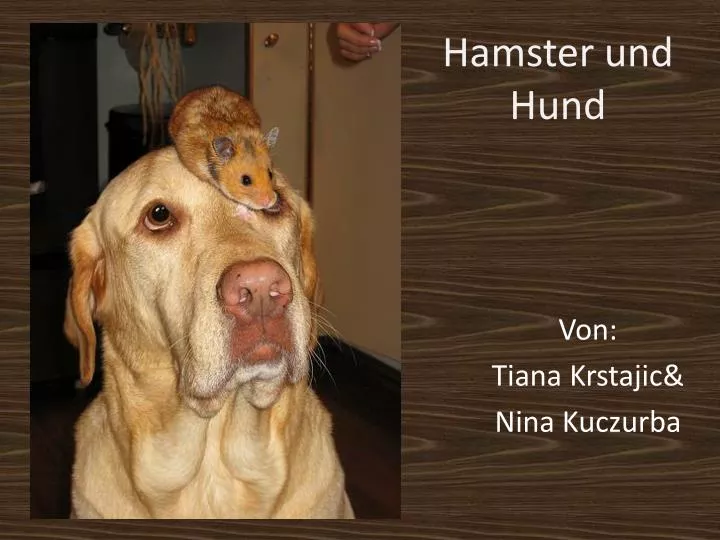 PPT - Hamster und Hund PowerPoint Presentation, free download - ID:2008275