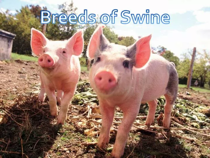 PPT Breeds Of Swine PowerPoint Presentation Free Download ID 2009989 ppt-breeds-of-swine-powerpoint-presentation-free-download-id-2009989