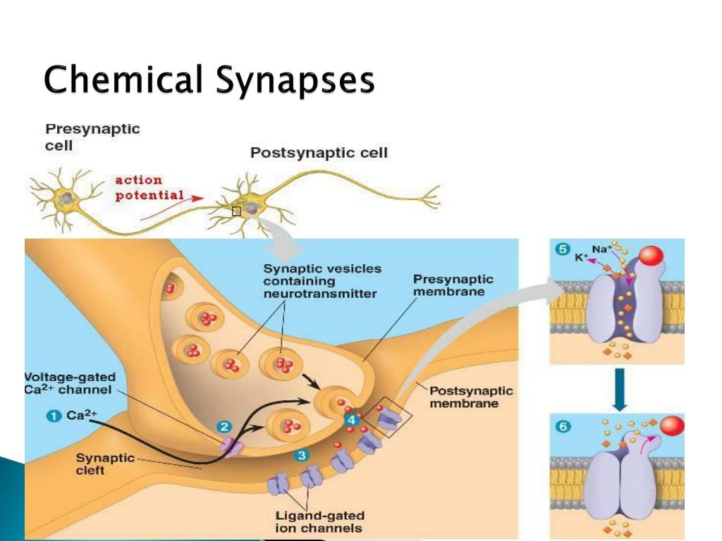 PPT - Chapter 48 - Neurons, Synapses and Signaling PowerPoint ...