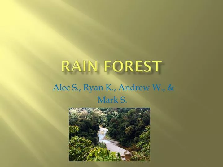 rain forest n.