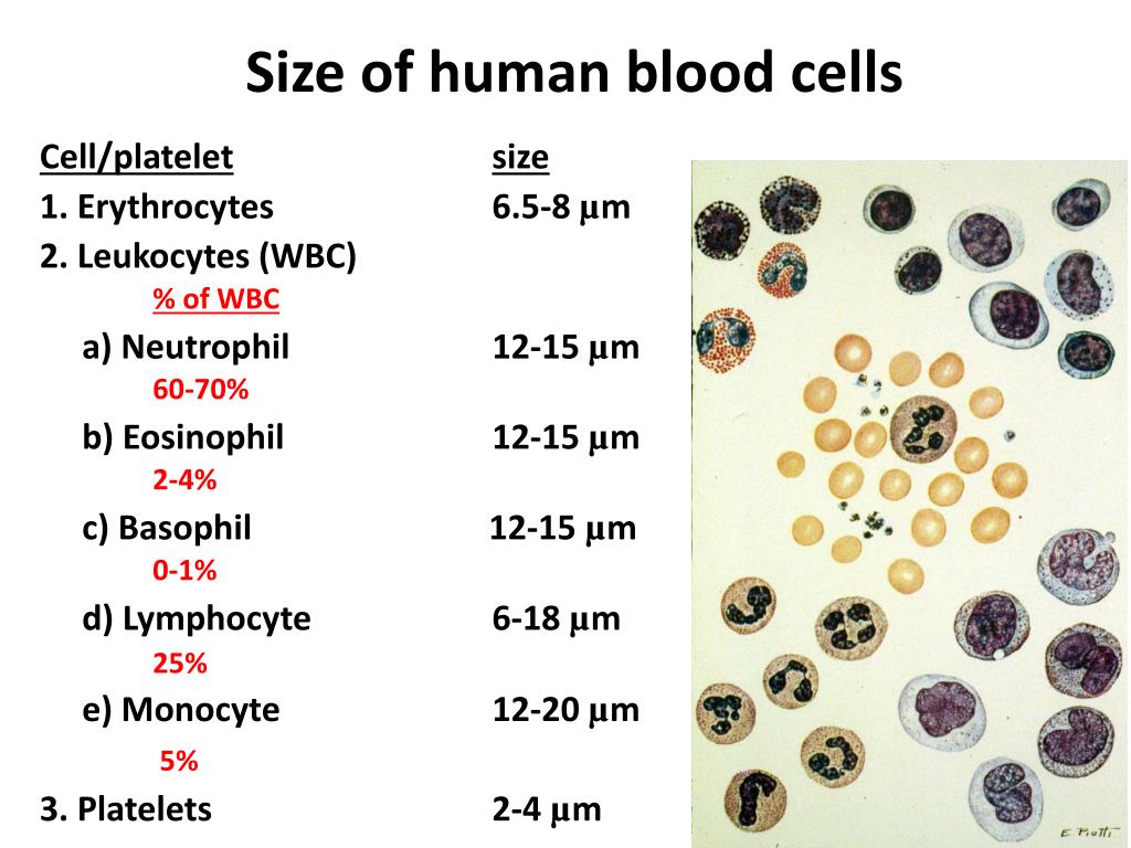 size-of-human-blood-cells-l.jpg