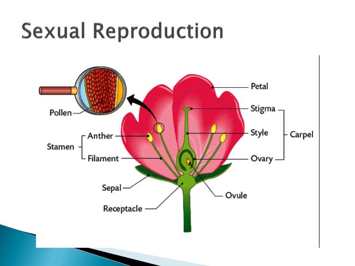 PPT Plant Reproduction PowerPoint Presentation ID2011245