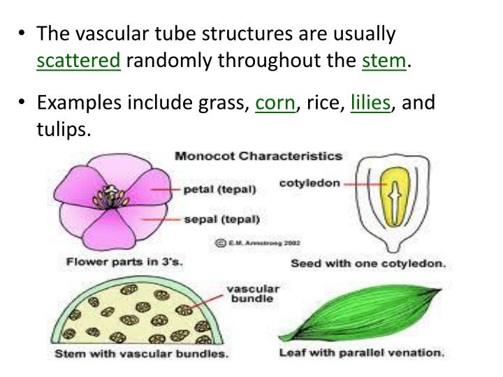 PPT WarmUp Compare and contrast the characteristics of vascular and