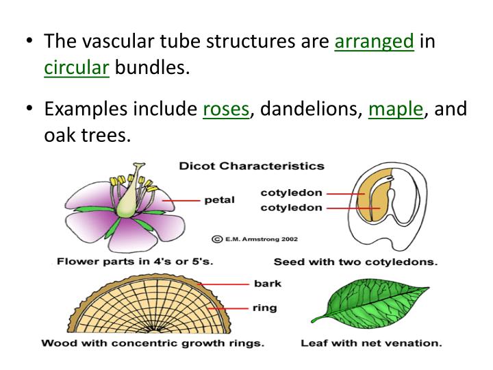 PPT WarmUp Compare and contrast the characteristics of vascular and