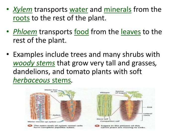 PPT - Warm-Up: Compare and contrast the characteristics of vascular and ...