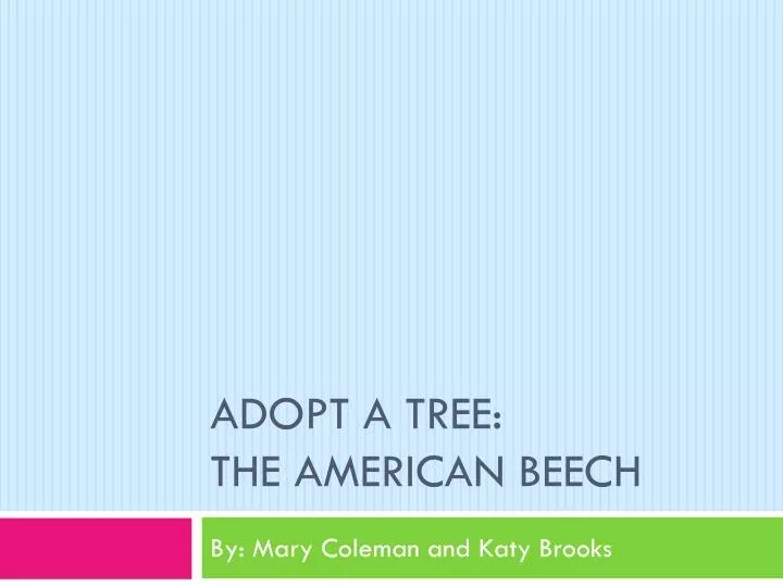 adopt a tree the american beech n.