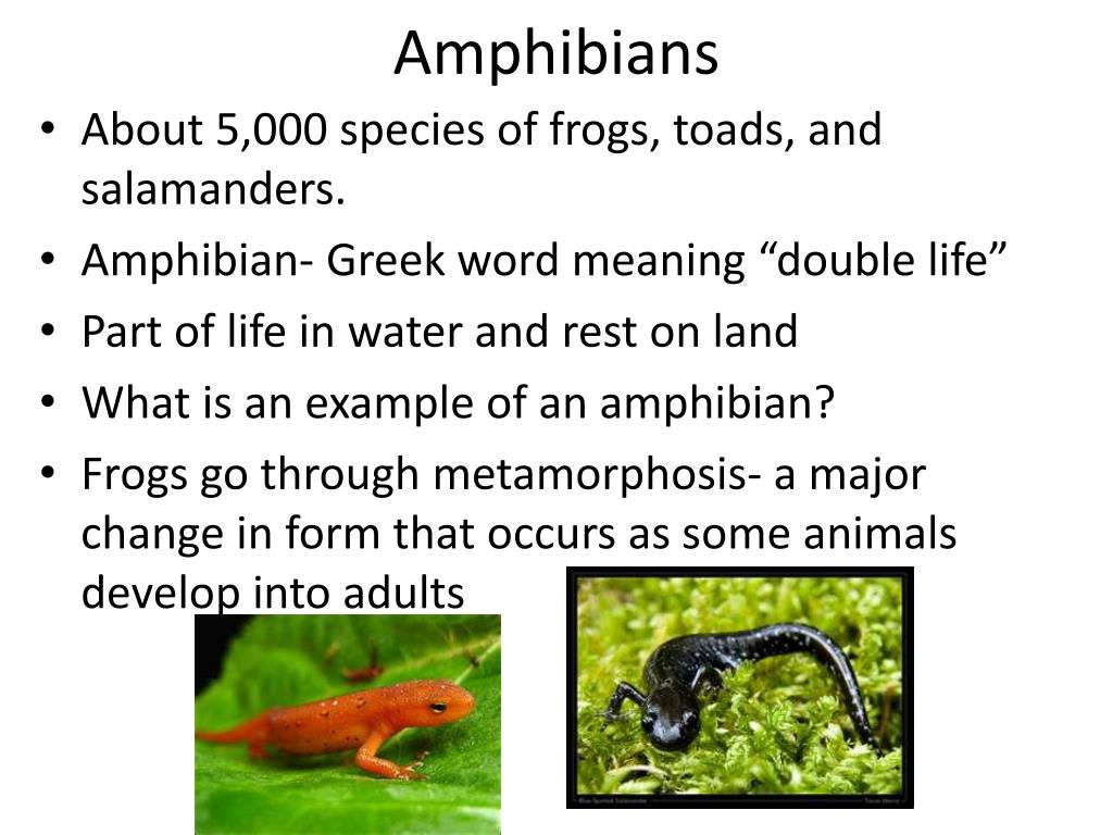 PPT Classifying Animals Ch 19 PowerPoint Presentation 