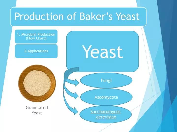 Baker S Yeast Production Flow Chart