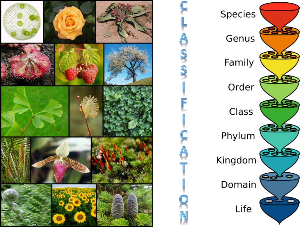 PPT - AP Biology PowerPoint Presentation, free download - ID:2012491