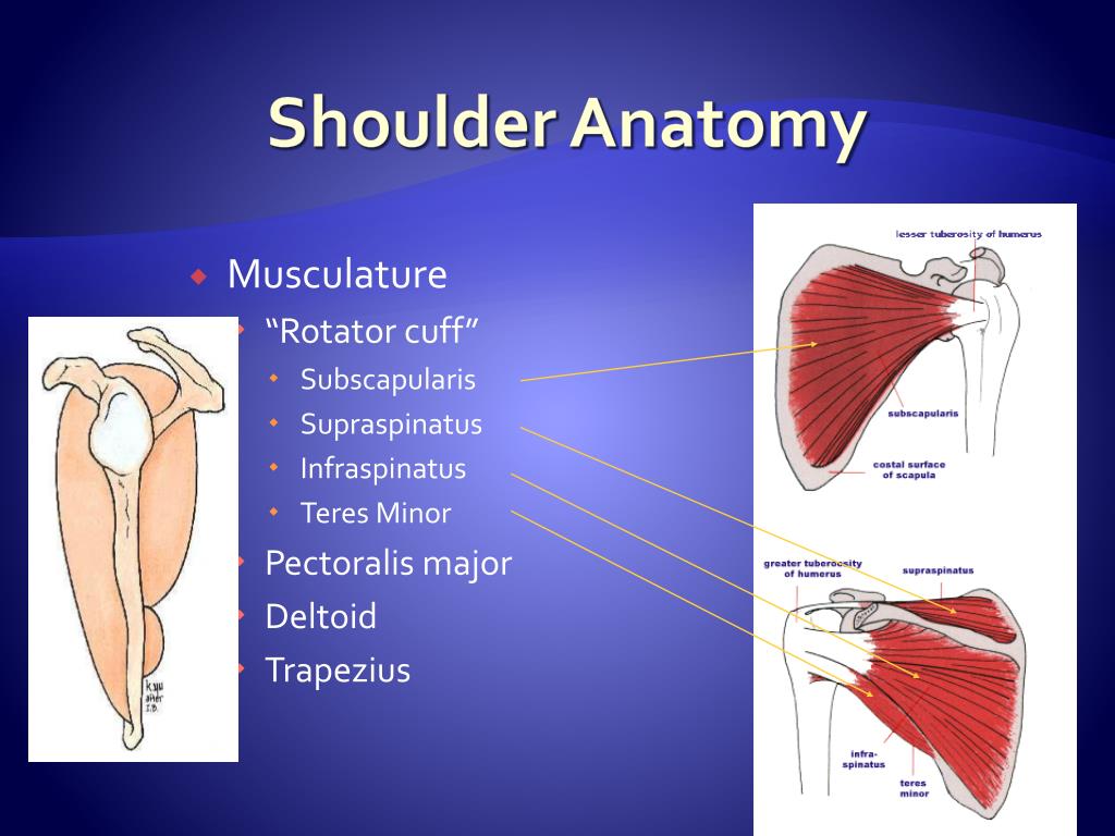 what is shoulder presentation presenting part