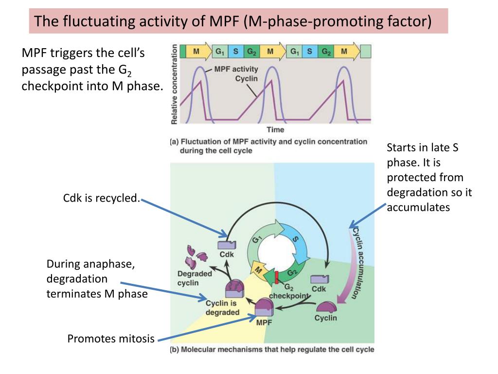 The Cell Cycle PowerPoint Presentation free download Biology Diagrams