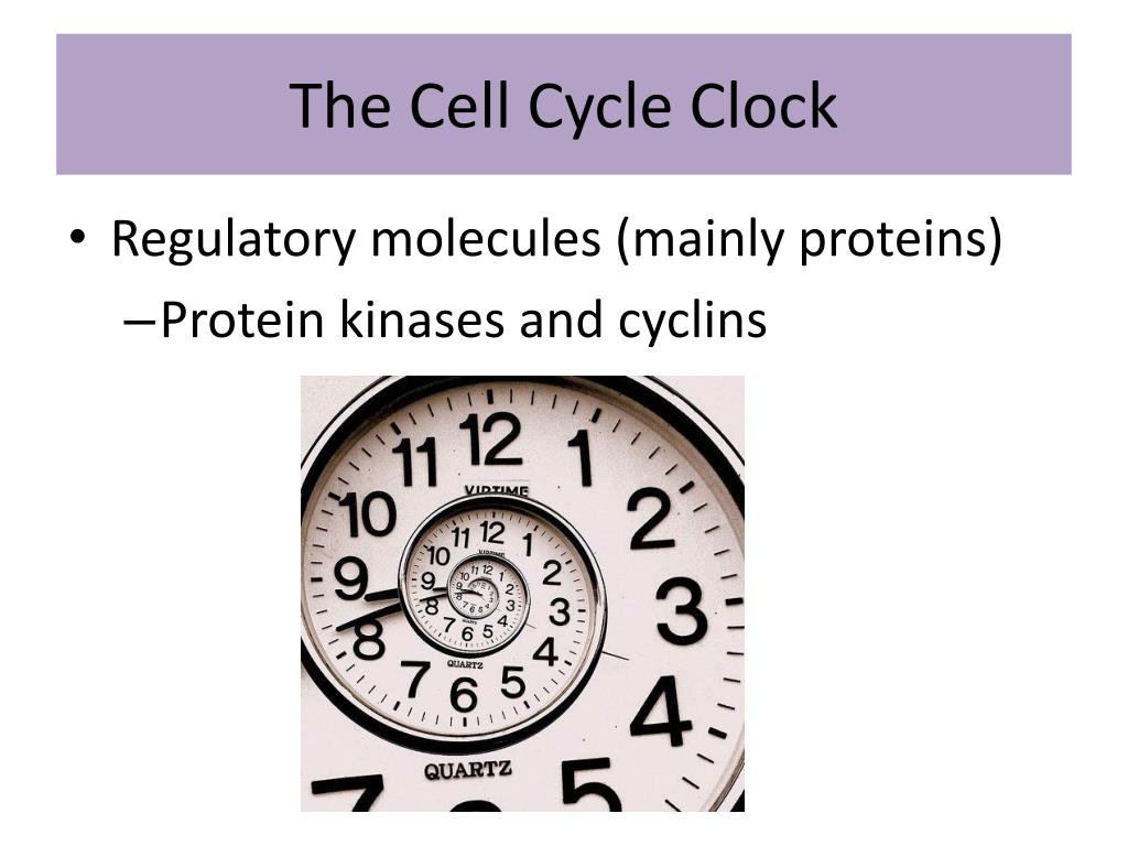 The Cell Cycle PowerPoint Presentation, free download Biology Diagrams